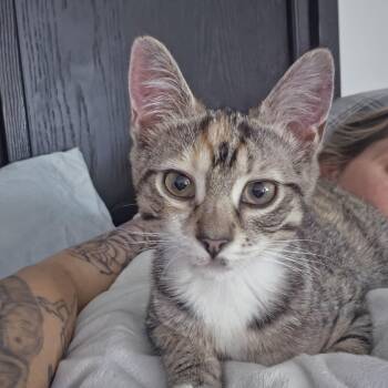 Tot -  Torbie Cat for Adoption in Lawrenceville, Georgia - Tot | PetCurious