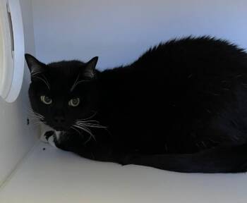 Domestic Short Hair Cats Available for Adoption in Greenfield, Indiana - White Socks | PetCurious