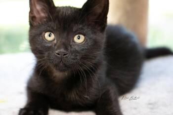 Frogger -  Domestic Short Hair Cat for Adoption in Calgary, Alberta - Frogger | PetCurious