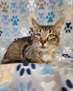 Queen Latifah -  Domestic Medium Hair Cat for Adoption in Wabash, Indiana - Queen Latifah | PetCurious