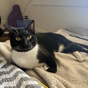 Bo (Dennis) -  Domestic Short Hair Cat for Adoption in Davis, California - Bo (Dennis) | PetCurious