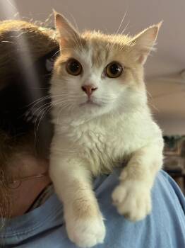 Cane (medium hair, cats, dogs) -  Domestic Medium Hair Cat for Adoption in Fairfax, Virginia - Cane (medium Hair, Cats, Dogs) | PetCurious