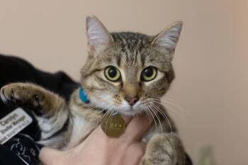 Domestic Short Hair and Tabby Cats Available for Adoption in Mountain Home, Arkansas - Nora | PetCurious