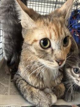 GRANGER -  Domestic Short Hair Cat for Adoption in San Bernardino, California - GRANGER | PetCurious