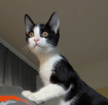 Rescue Domestic Short Hair Cats for Adoption in Elmsford, New York - Eugene | PetCurious