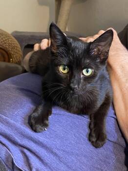 Rescue Domestic Short Hair Cats for Adoption in Santa Cruz, California - Siouxsie | PetCurious