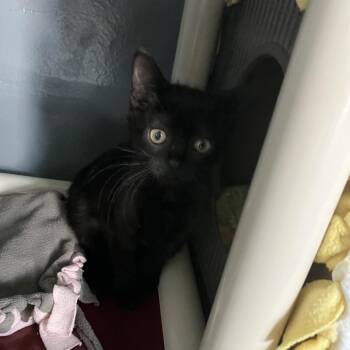 Gem -  Domestic Short Hair Cat Available for Adoption - Gem | PetCurious