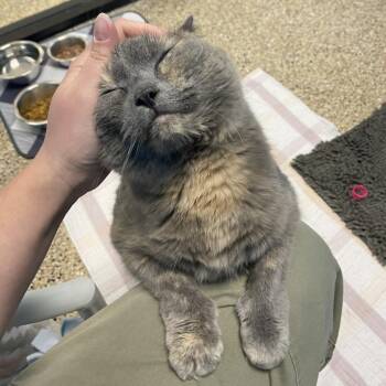 Domestic Short Hair Cats Available for Adoption in Cheyenne, Wyoming - Lou | PetCurious