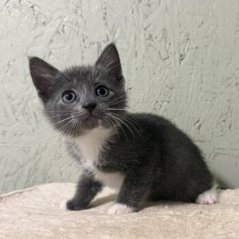 Billings -  Domestic Short Hair Cat for Adoption in Cumming, Georgia - Billings | PetCurious