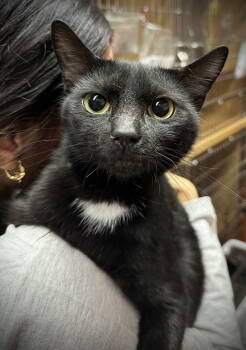 Rescue Domestic Short Hair Cats for Adoption - Binky | PetCurious
