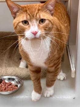 Hamilton -  Domestic Short Hair Cat for Adoption in Batavia, New York - Hamilton | PetCurious