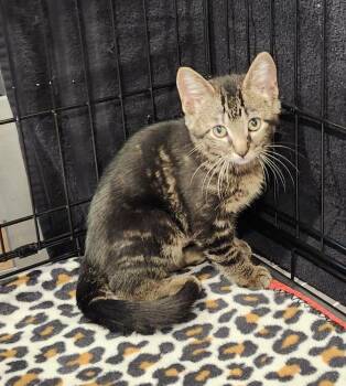 Bowie (Courtesy Post) -  Tabby Cat Available for Adoption in Parkville, Missouri - Bowie (Courtesy Post) | PetCurious