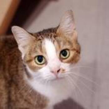 Moon Pie -  Domestic Short Hair Cat for Adoption in Hilliard, Ohio - Moon Pie | PetCurious