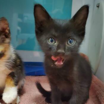 Bagel -  Domestic Short Hair Cat for Adoption in Lake Jackson, Texas - Bagel | PetCurious