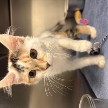 Ren Stevens -  Domestic Medium Hair Cat for Adoption in Saint Charles, Missouri - Ren Stevens | PetCurious