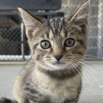 Amani -  Domestic Short Hair Cat for Adoption in New Philadelphia, Ohio - Amani | PetCurious