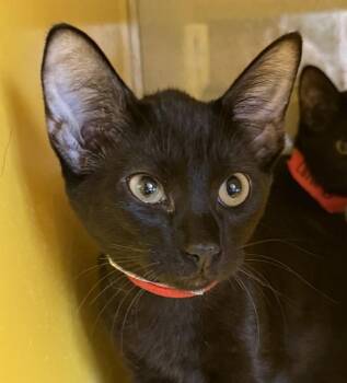 Shaboozey -  Domestic Short Hair Cat for Adoption in Golden, Colorado - Shaboozey | PetCurious