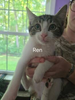Ren -  Domestic Short Hair Cat for Adoption in Cambridge, Maryland - Ren | PetCurious