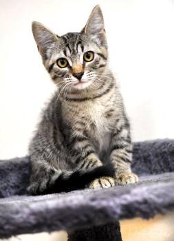 Nikita 23913 -  Domestic Short Hair Cat for Adoption in Monroe, Georgia - Nikita 23913 | PetCurious