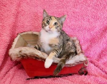 Rescue Calico Cats for Adoption in St. Augustine, Florida - Pecan Pie | PetCurious