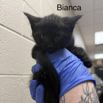 Domestic Medium Hair Cats Available for Adoption in Jacksboro, Tennessee - Bianca | PetCurious