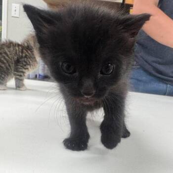 Domestic Short Hair Cats Available for Adoption in Starkville, Mississippi - Lee | PetCurious