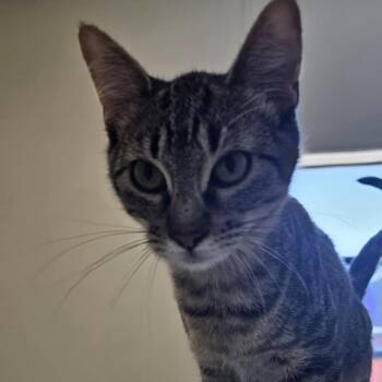 Rescue Domestic Short Hair Cats for Adoption in Midland, Texas - Colt | PetCurious