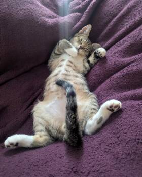 Jean-Jacques (JJ) -  Domestic Short Hair Cat for Adoption in Hampton, Virginia - Jean-Jacques (JJ) | PetCurious