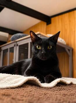 Calvin -  Domestic Short Hair Cat for Adoption in Cleveland, Texas - Calvin | PetCurious