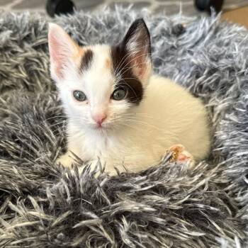 Biscuit -  Domestic Short Hair Cat for Adoption in Escondido, California - Biscuit | PetCurious