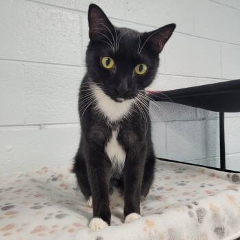 Jake -  Domestic Short Hair Cat for Adoption in Morganton, North Carolina - Jake | PetCurious