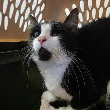 Duffy -  Domestic Short Hair Cat for Adoption in Watertown, New York - Duffy | PetCurious