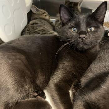 Randy -  Domestic Short Hair Cat for Adoption in Greensboro, North Carolina - Randy | PetCurious