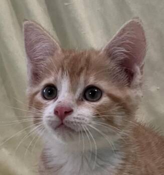 Kara -  Domestic Short Hair Cat for Adoption in Connelly Springs, North Carolina - Kara | PetCurious