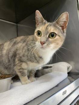 Domestic Short Hair Cats Available for Adoption - Celery | PetCurious