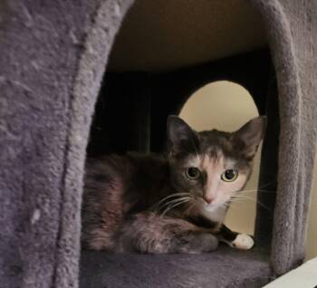 Domestic Short Hair Cats Available for Adoption - Nina | PetCurious