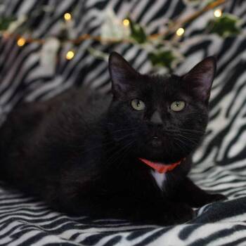 Spooky -  Domestic Short Hair Cat for Adoption in Wheaton, Illinois - Spooky | PetCurious