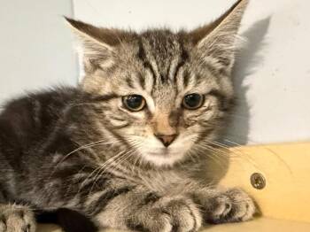 Nick Jonas -  Tabby Cat for Adoption in Powell, Ohio - Nick Jonas | PetCurious