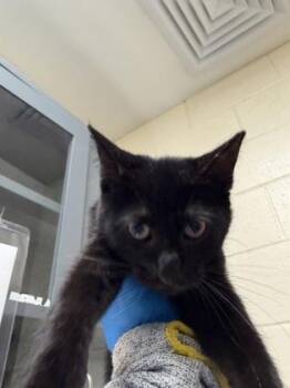 Bun -  Domestic Short Hair Cat for Adoption in Wichita, Kansas - Bun | PetCurious