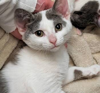 Amber -  Domestic Short Hair Cat for Adoption in Trenton, New Jersey - Amber | PetCurious