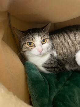 Domestic Short Hair Cats Available for Adoption - Catnip | PetCurious