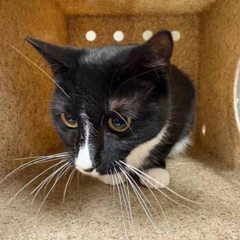 Harvest Gathering -  Domestic Short Hair Cat for Adoption in Reno, Nevada - Harvest Gathering | PetCurious