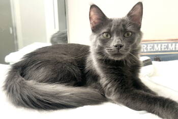 Rescue Russian Blue Cats for Adoption in Dickinson, Texas - Sealy | PetCurious