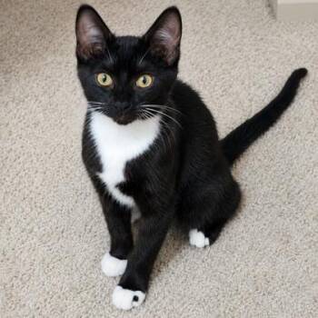 Pepper -  Domestic Short Hair Cat for Adoption in Rochester, Minnesota - Pepper | PetCurious