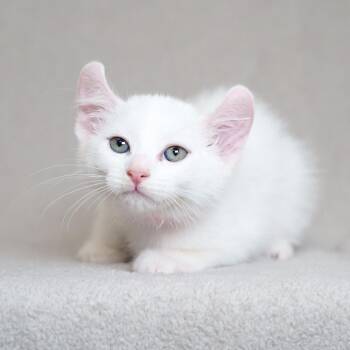 Jim -  Domestic Short Hair Cat for Adoption in Sunnyvale, California - Jim | PetCurious