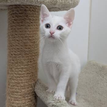 Storm -  Domestic Short Hair Cat for Adoption in St. Augustine, Florida - Storm | PetCurious