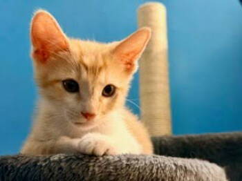 Rescue Domestic Short Hair Cats for Adoption in Los Angeles, California - Jack | PetCurious