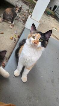 Kanao, Kanae Genya -  Domestic Long Hair Cat for Adoption in Charlotte, North Carolina - Kanao, Kanae Genya | PetCurious