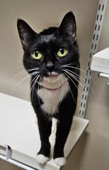 Applejack -  Domestic Short Hair Cat for Adoption in Fremont, Ohio - Applejack | PetCurious