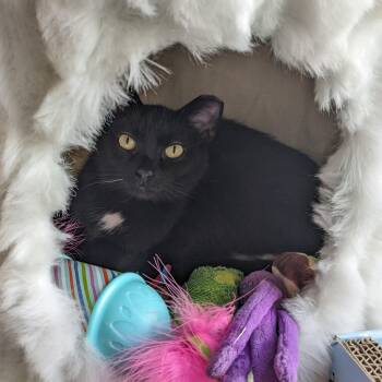 Domestic Medium Hair Cats Available for Adoption in New York, New York - Skittles B. - Sassy Little Cutie Pie | PetCurious